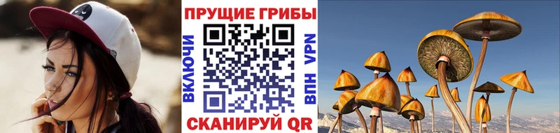 дарнет шоп  Югорск  omg зеркало  Галлюциногенные грибы Psilocybine cubensis 